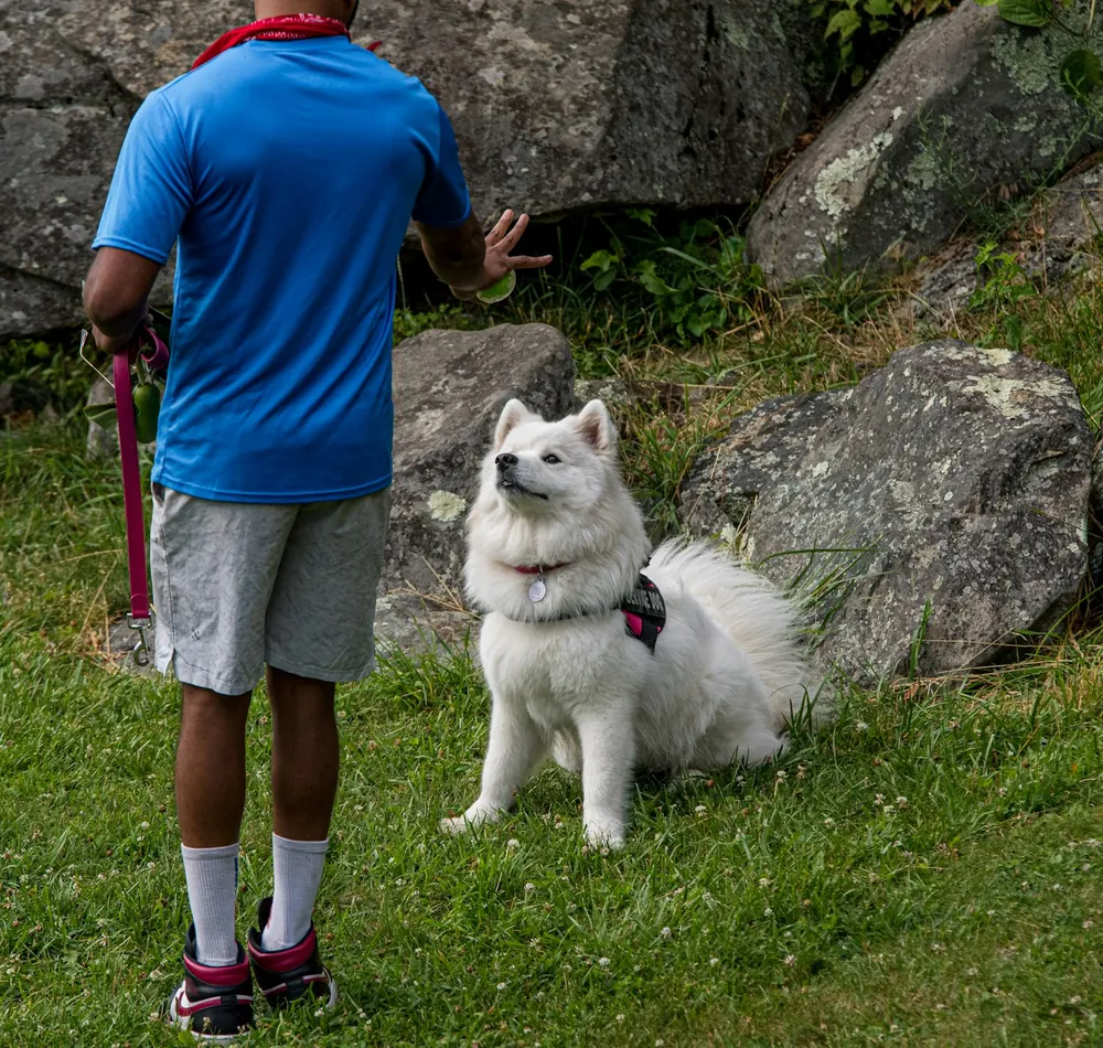 Un maître en promenade fait asseoir son chien blanc en pleine nature